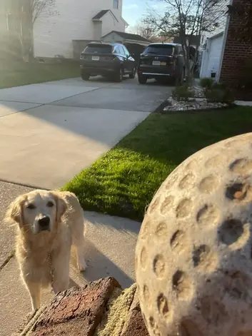 Golden Retriever looking up at a tennis ball during a calm dog walking session in Virginia Beach.