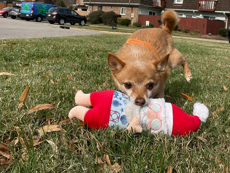 Black Friday 2025 Pet Sales – Dog Sitting Virginia Beach