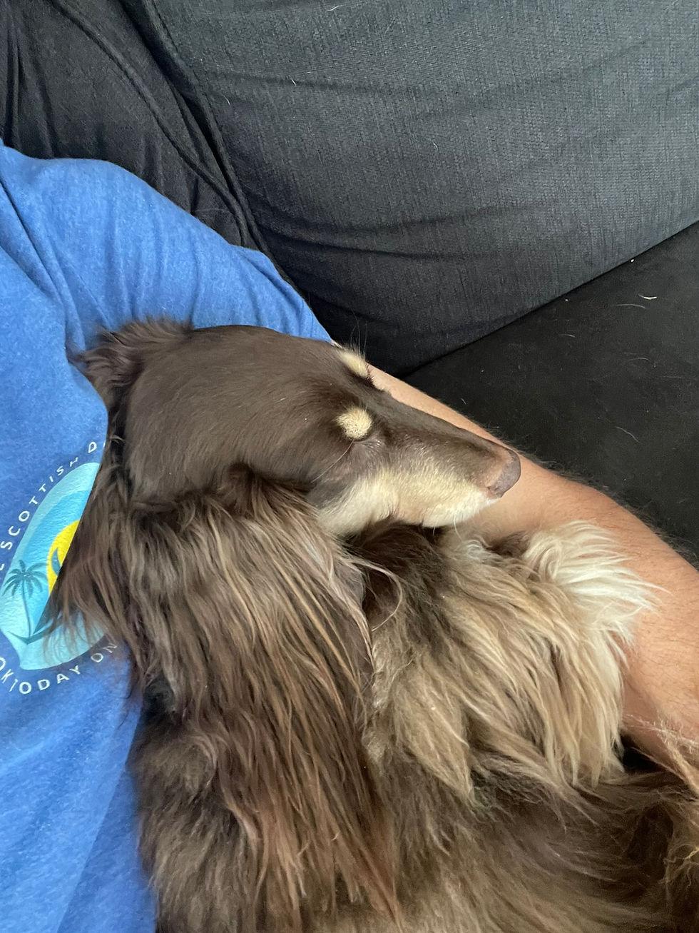 Small dachshund peacefully sleeping in caretaker’s arms at home in Virginia Beach—calm, one-on-one dog sitting environment.
