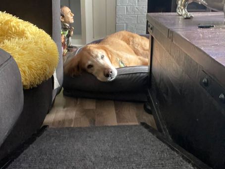 Drop-in dog sitting in Virginia Beach – full-time care for dogs of all sizes in their own home environment