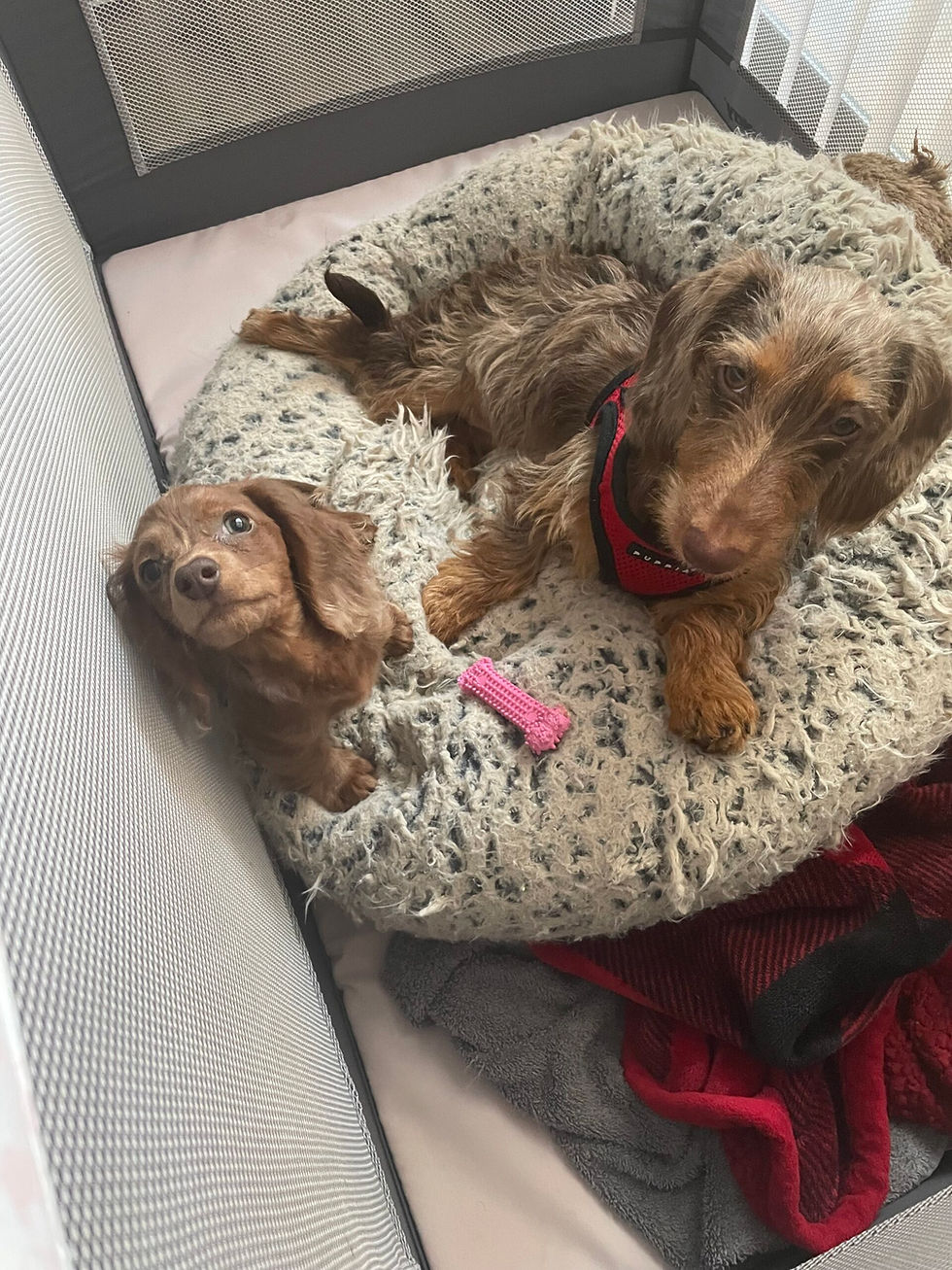 Charlotte the dachshund resting in her pack and play bed with Ruby beside her during calm in‑home dog boarding in Ocean Lakes 23454.