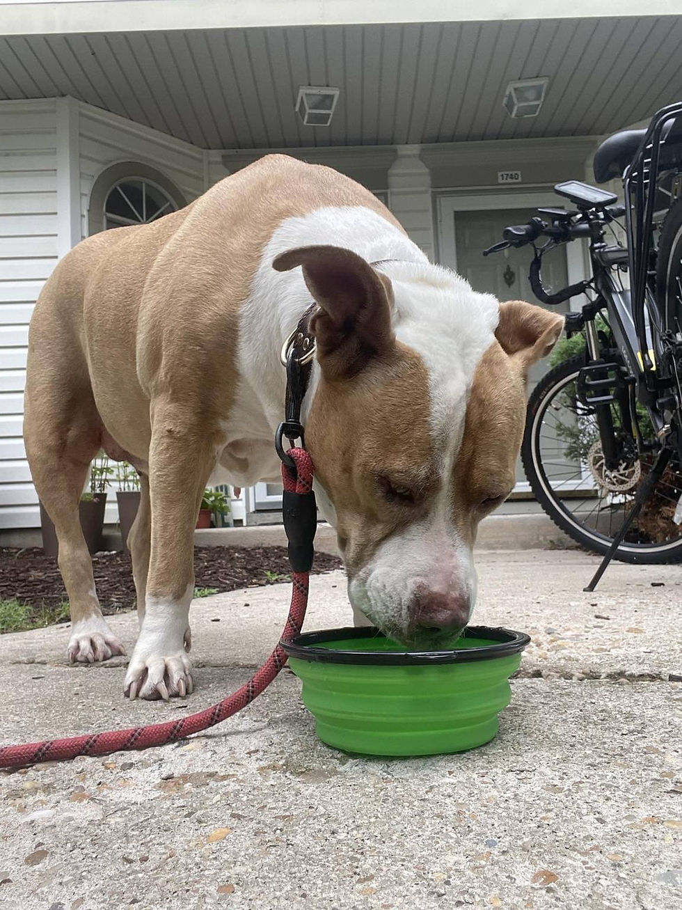 A pitbull drinking from a collapsible travel bowl during a hot‑weather walk, showing how dogs often struggle to stay hydrated outdoors compared to the safer indoor hydration offered during drop‑in visits in Virginia Beach.