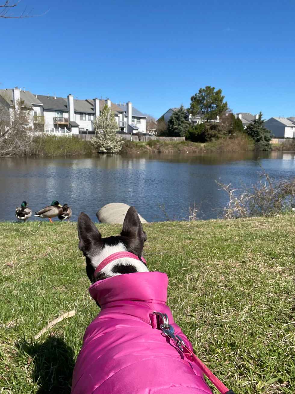 Boston Terrier wearing a pink jacket on a daycare walk near the lakes in Ocean Lakes 23454 with Dog Sitting Virginia Beach.