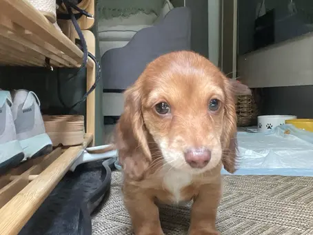 12‑week‑old dachshund puppy standing indoors during early development before safe outdoor introduction.