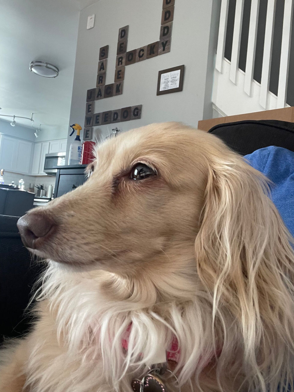 Dachshund sitting on pet sitter’s lap on a couch in Ocean Lakes, Virginia Beach, enjoying calm one-on-one dog sitting care.