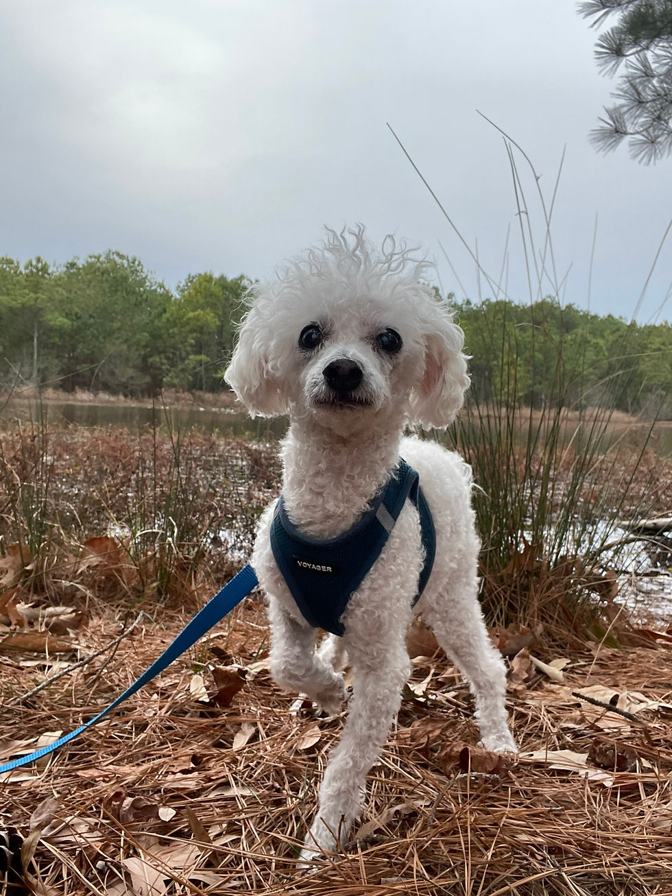 Miniature Poodle walking outside with a lake behind him in Ocean Lakes 23454 during boutique dog walking in Virginia Beach.