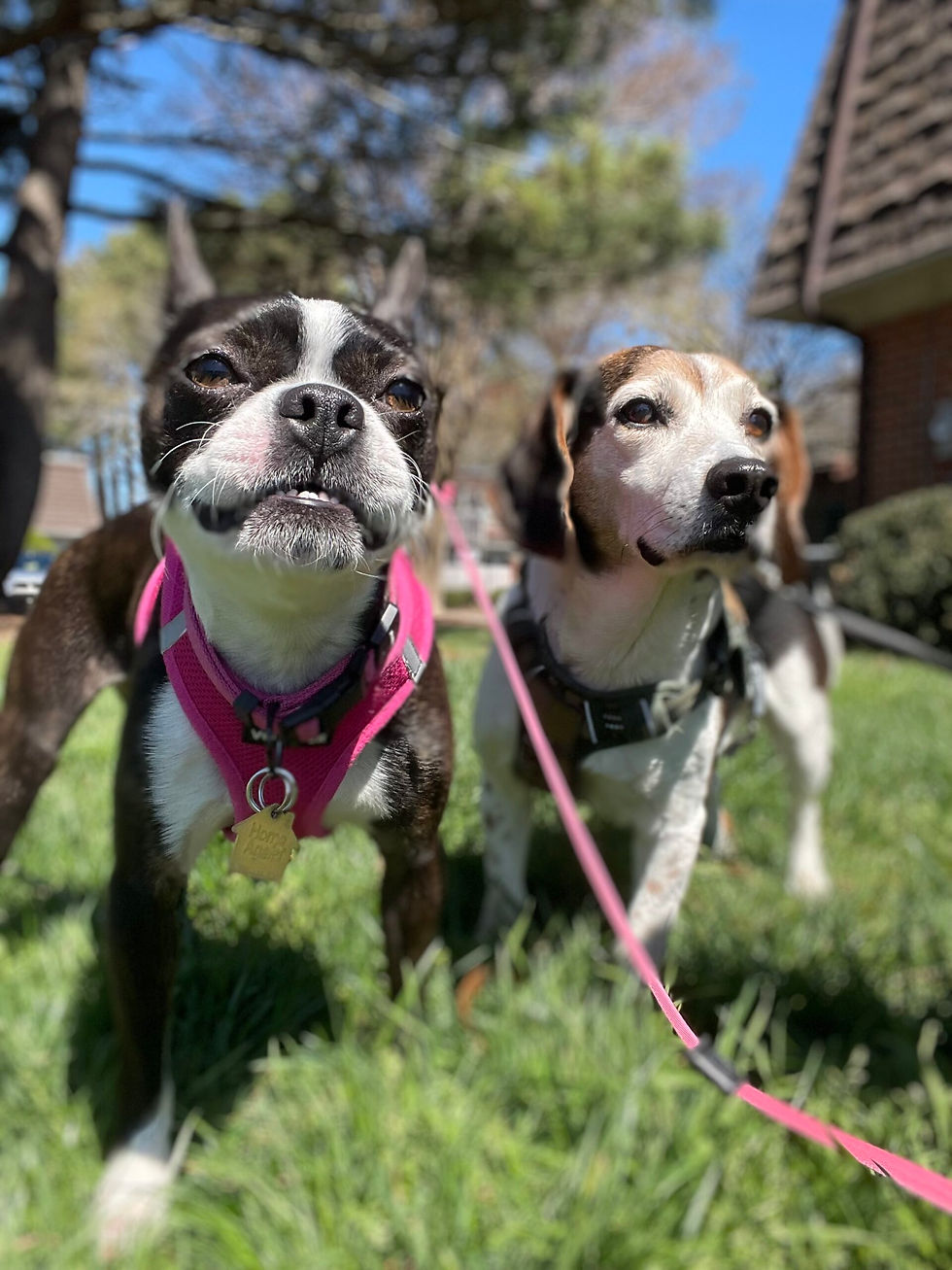Boston Terrier and small dog walking near the lake during outdoor daycare in Ocean Lakes 23454 with Dog Sitting Virginia Beach.