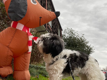 Shih Tzu sitting and looking up at inflatable dog with Santa hat during Christmas in Ocean Lakes dog sitting in Virginia Beach.