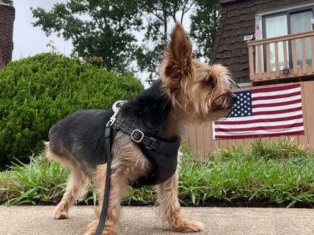 Three-legged dog named Ash sitting proudly in front of an American flag outside a Virginia Beach home