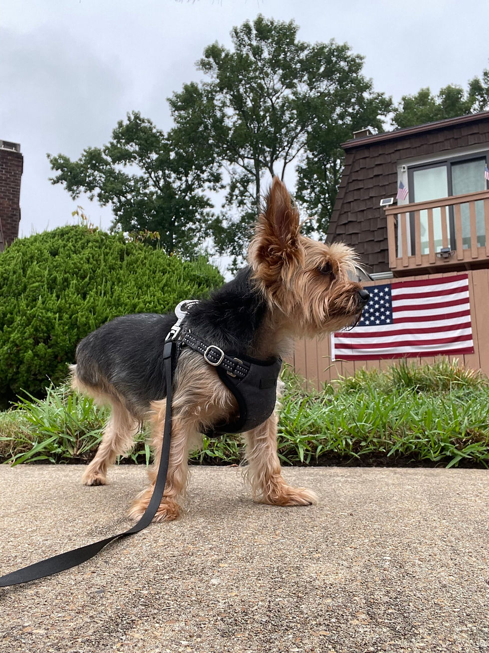Three-legged dog named Ash sitting proudly in front of an American flag outside a Virginia Beach home