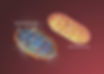 ree