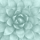 succulent