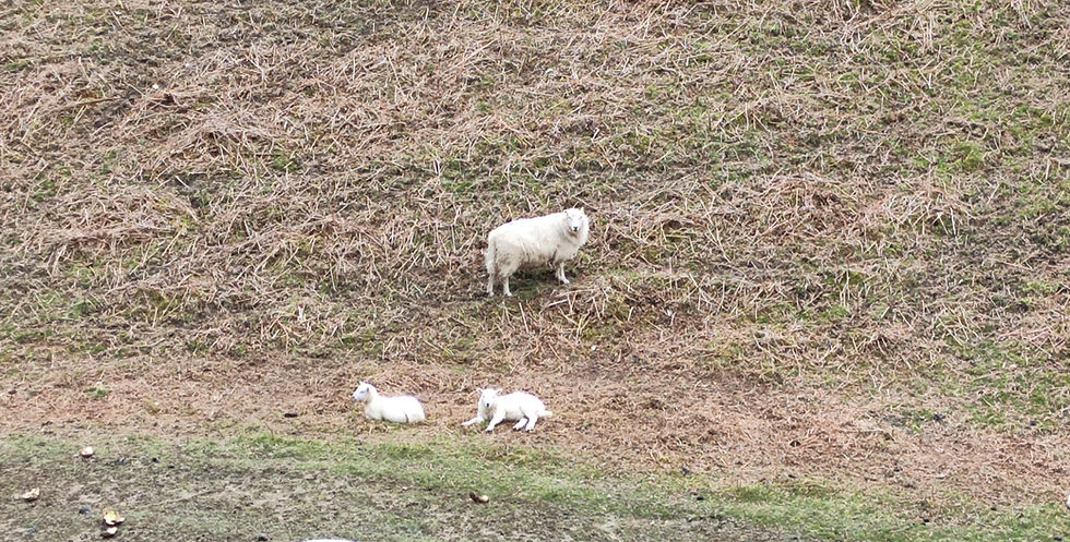 The Sheep, the Ashram, and I