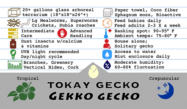 GGtokayfront.png