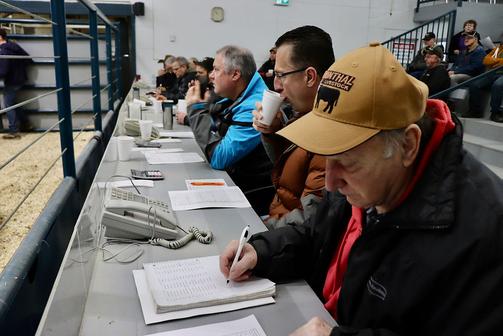 Buyers at the cow sale in Grunthal