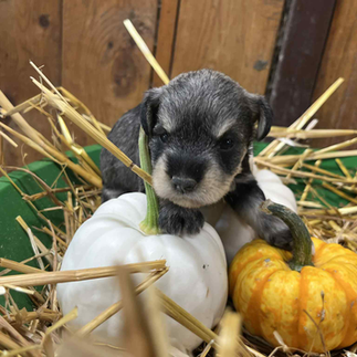 Black and Silver Male Mini Schnauzer Puppy