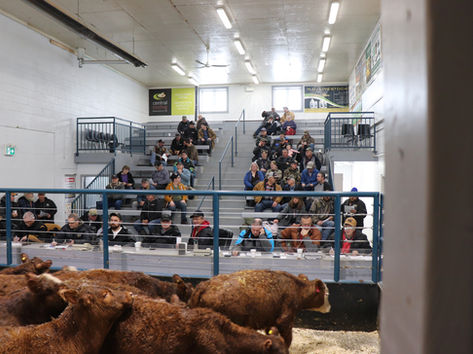 Bidders and buyers watch the heifers and steers in the sale ring