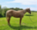 Pamelas Smokin Ya 2024 Palomino Mare