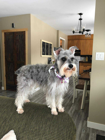 Gray Schnauzer Manitoba, Canada