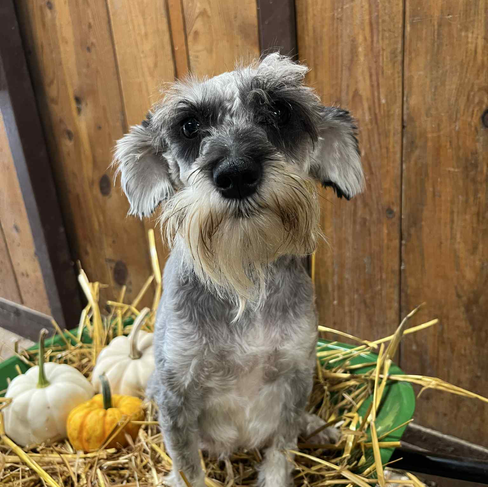 Trump is the Sire of this litter