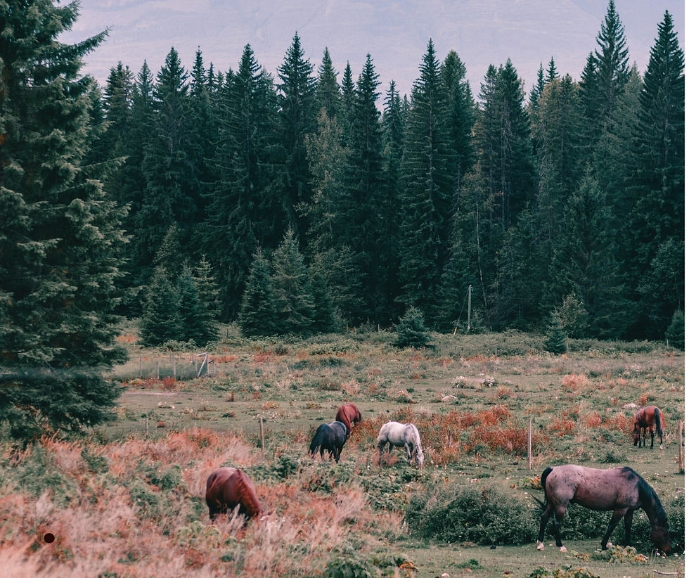 Horses in field with evergreens