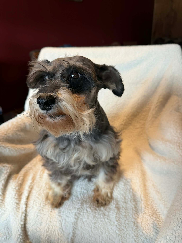 schnauzerさま専用 Kit: Female Schnauzer