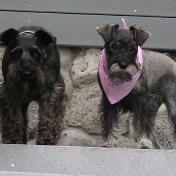 Two Miniature schnauzers