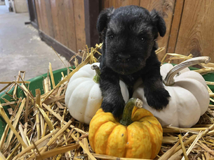 Mini Schnauzer pupp on pumpkins