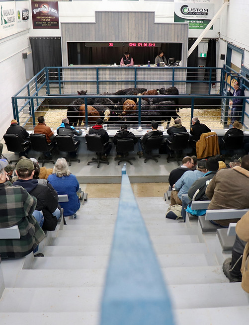Grunthal Livestock Auction - 12.jpeg