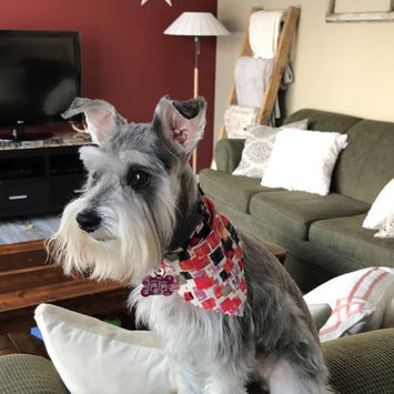 Gray Miniature schnauzer from Krentz Schnauzers