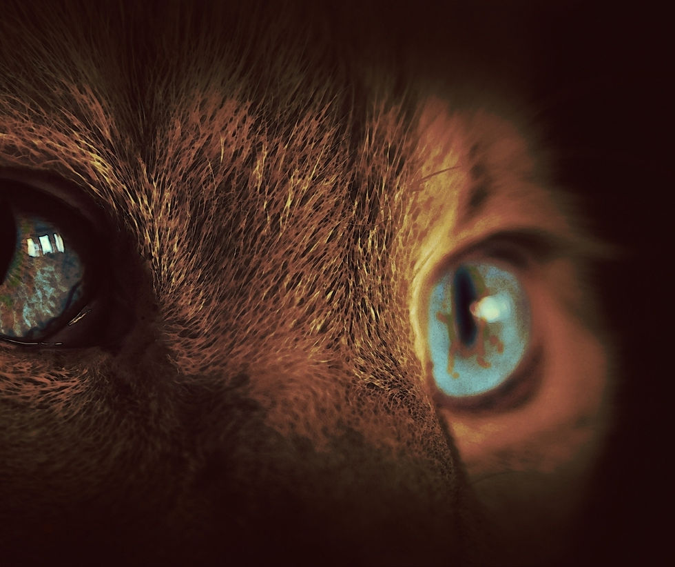 Orange cat with blue eye