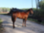 Brown Broodmare at Kehler Colts