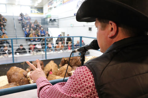 The auctioneer, Brad Kehler, sells steers at a sale in Grunthal Manitoba