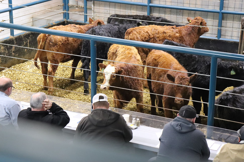 Regular Cattle Sale 