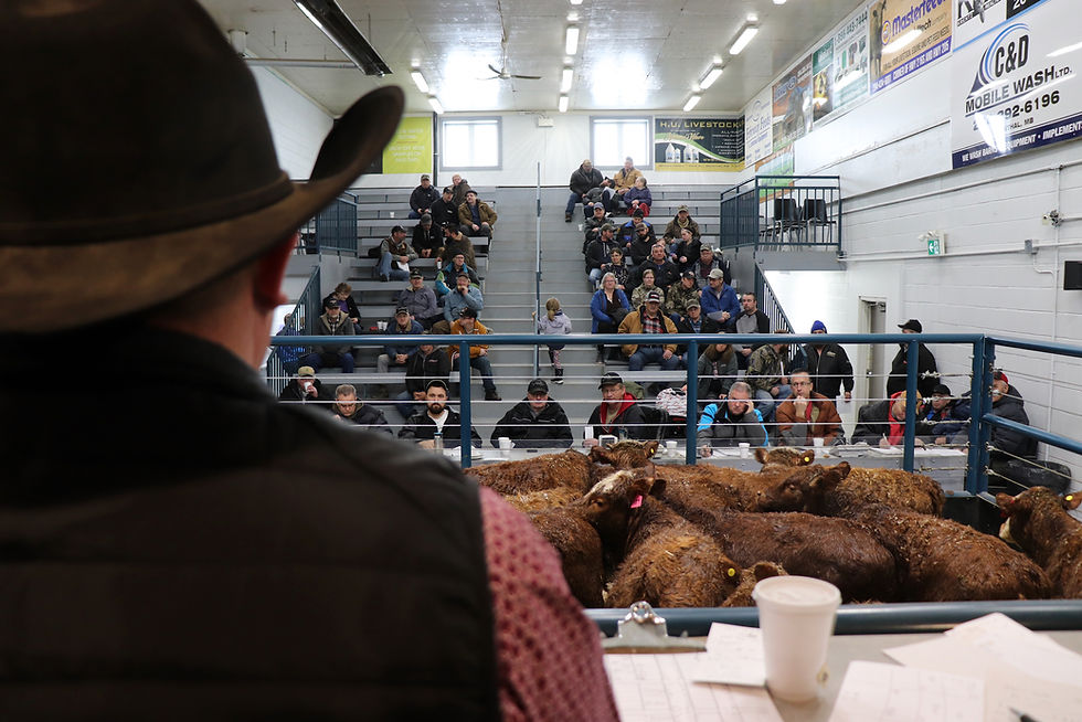 The crowd bidding on the cattle auction with cattle in the action ring at the Grunthal Livestock Auction Mart