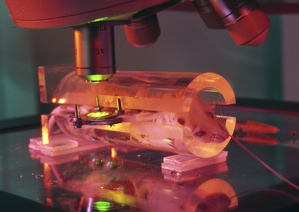 an animal undergoing testing