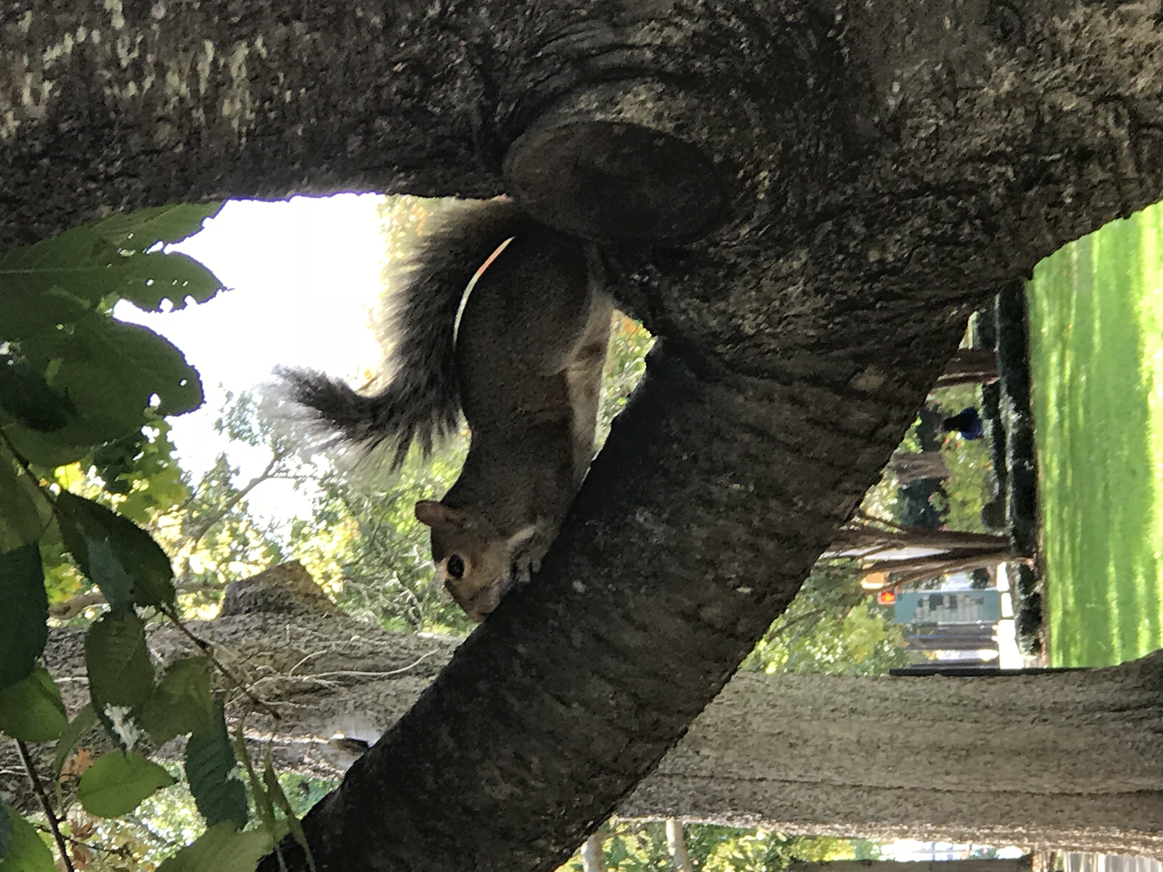 Squirrel in a tree