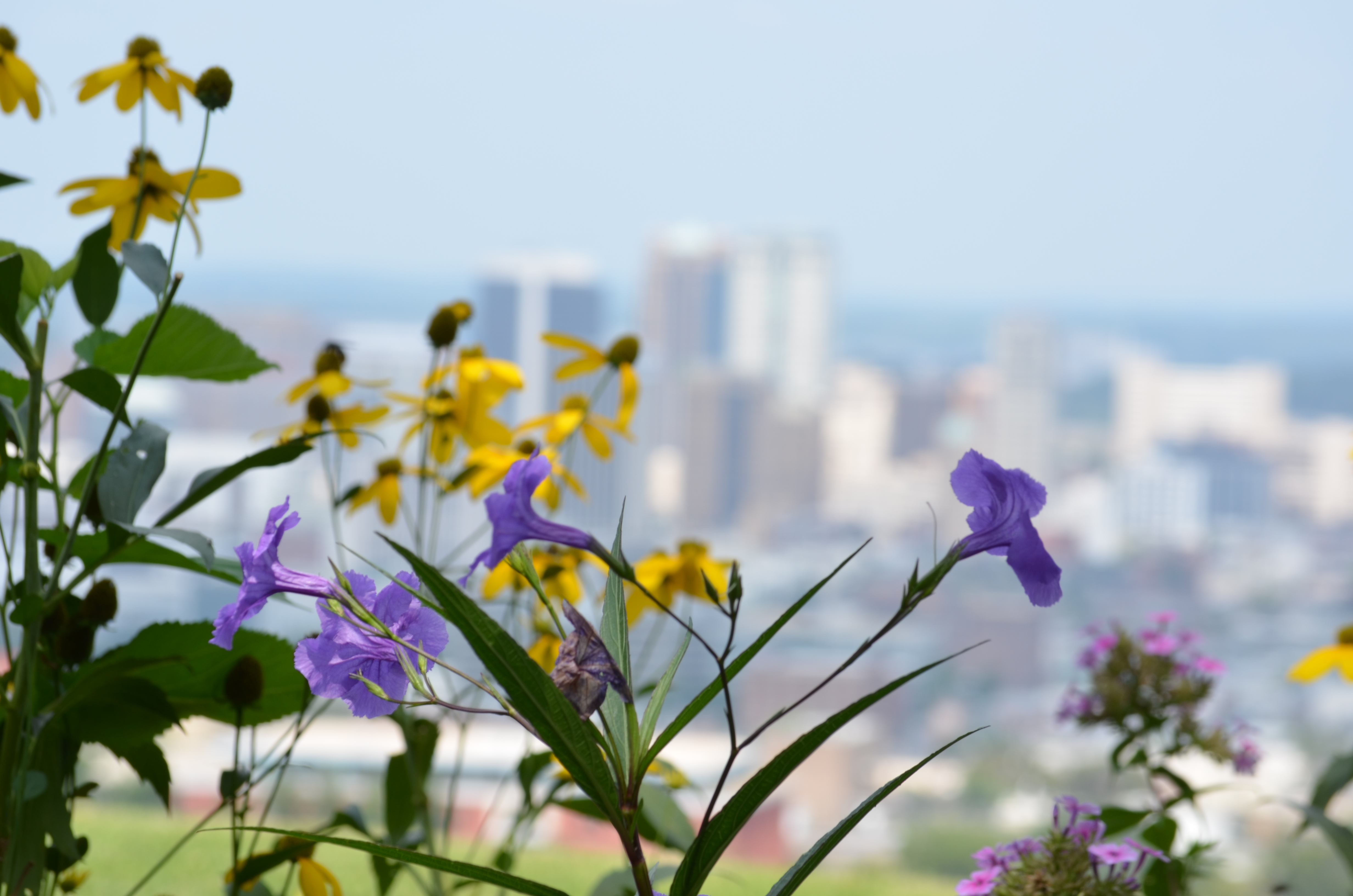 Flowers with Bham in background