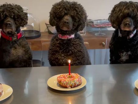 Welcome to Karma Portuguese Water Dogs!