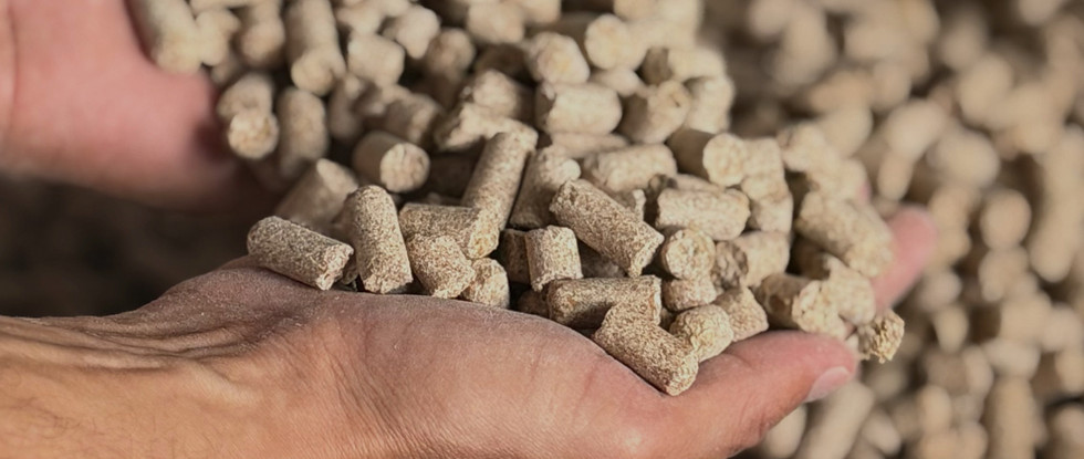 Manos sosteniendo pellets de afrechillo de trigo.
