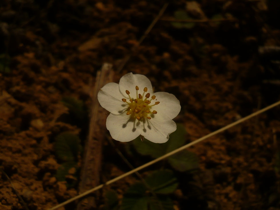 Strawberry flower