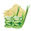 Thumbnail: Aloe Vera Extract