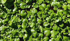 Fresh watercress