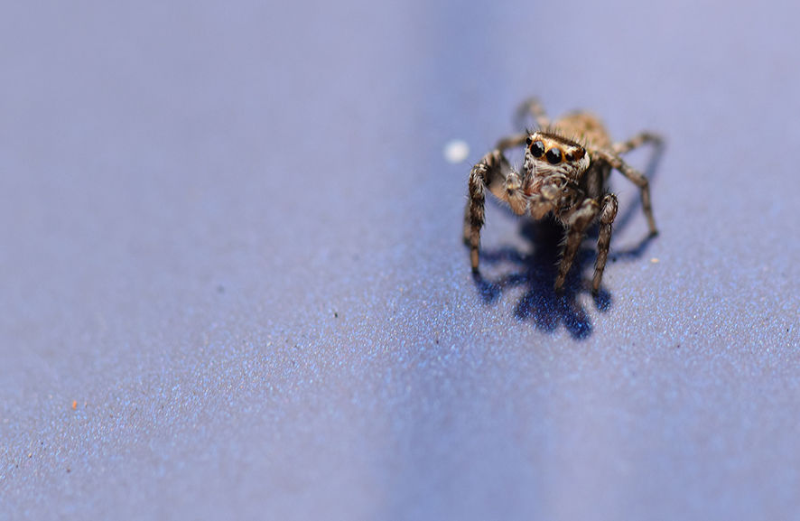 Spider Special Lifes