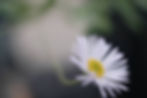 DSCF4422.jpg