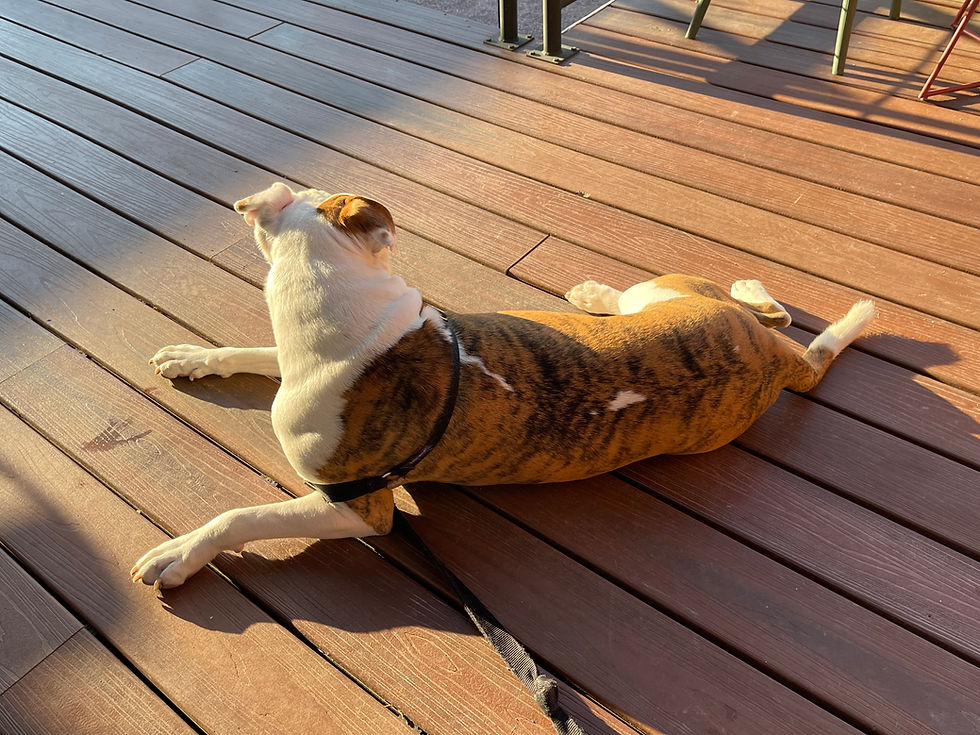A dog laying in the sun on the patio at 30th Street Market