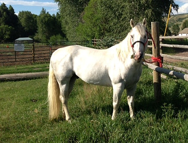 Standing at Stud Sabre at Myriad Springs Ranch