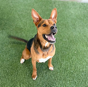 Little Nudge Marketing Mascot, Frankie, the German Shepherd mix.