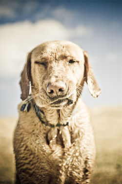 maine dog photographer