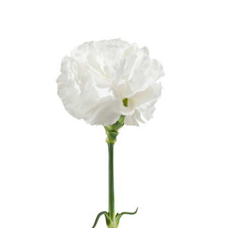 WHITE CARNATION.jpeg